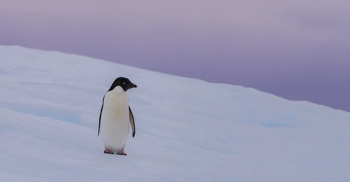 Adele Penguin, Antarctica.