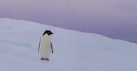 Adele Penguin, Antarctica 