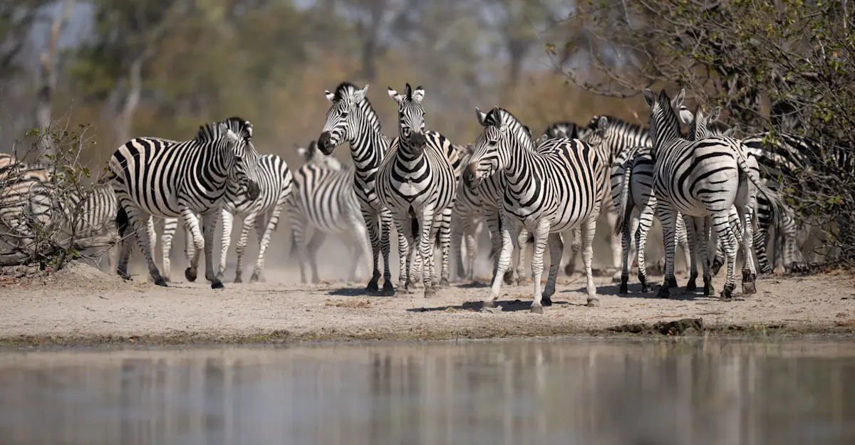 Zebra, Madikwe Private Reserve, South Africa.