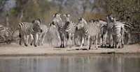 Zebra, Madikwe Private Reserve, South Africa.