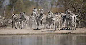 Zebra, Madikwe Private Reserve, South Africa.