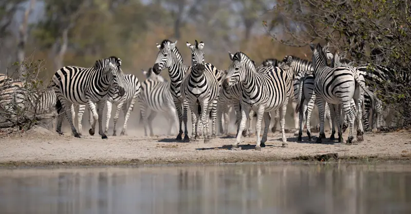 Zebra, Madikwe Private Reserve, South Africa.