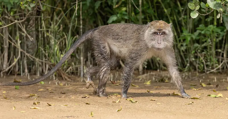 Long-tailed macaque, Bako National Park, Borneo.