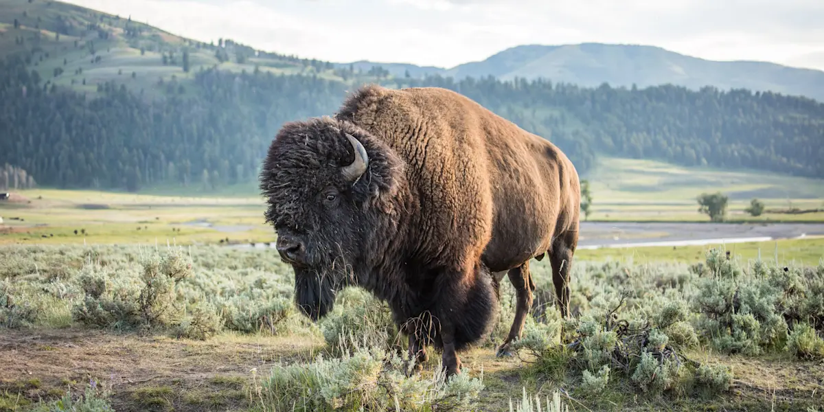 Bison, Yellowstone National Park, Wyoming.