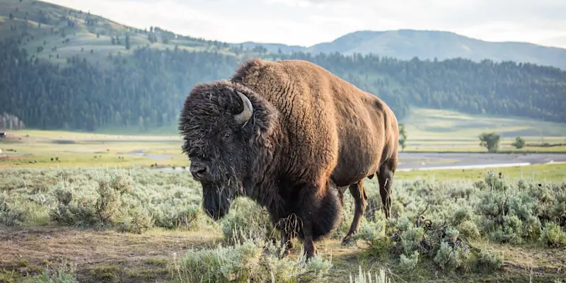 Bison, Yellowstone National Park, Wyoming.