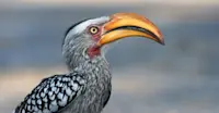 Yellow-billed hornbill, Marataba Private Reserve, South Africa.