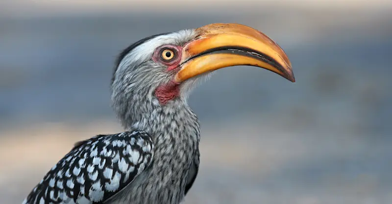 Yellow-billed hornbill, Marataba Private Reserve, South Africa.