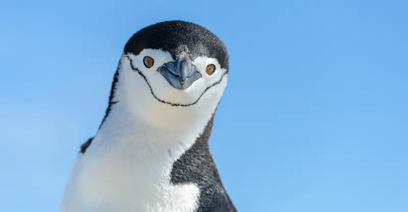 Chinstrap penguin, Antarctica.