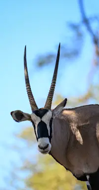 Oryx, Makgadikgadi Pans, Eastern Kalahari, Botswana.