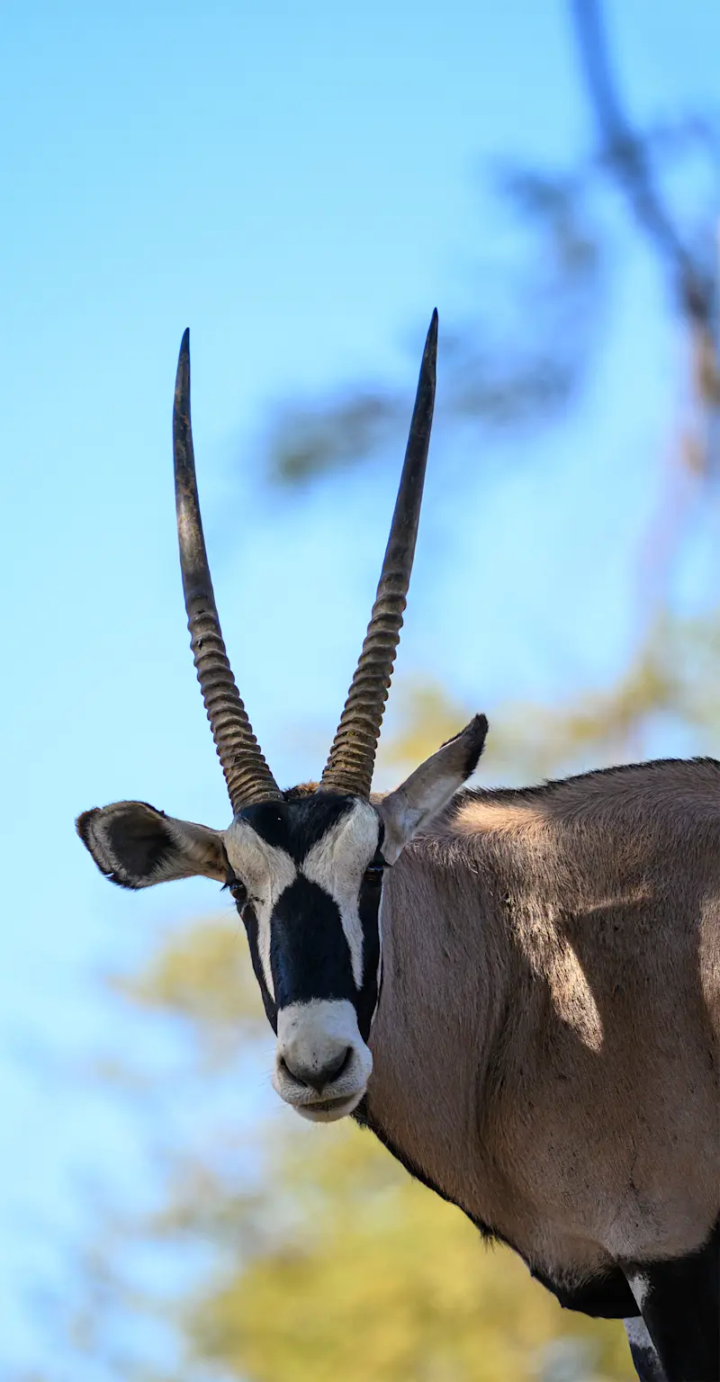 Oryx, Makgadikgadi Pans, Eastern Kalahari, Botswana.