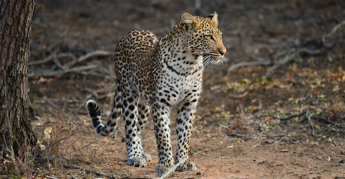 Leopard, South Africa.