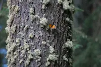 Nature providing a little contrast in the forests of Mexico. 
