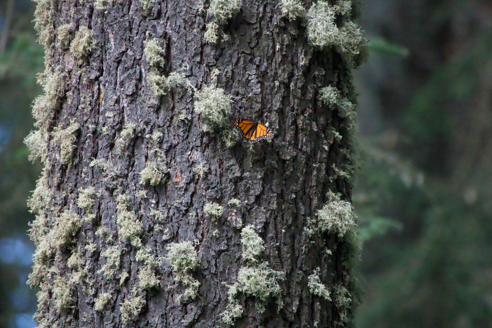 Nature providing a little contrast in the forests of Mexico. 