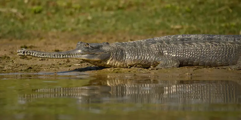 Gharial, Chitwan National Park, Nepal.