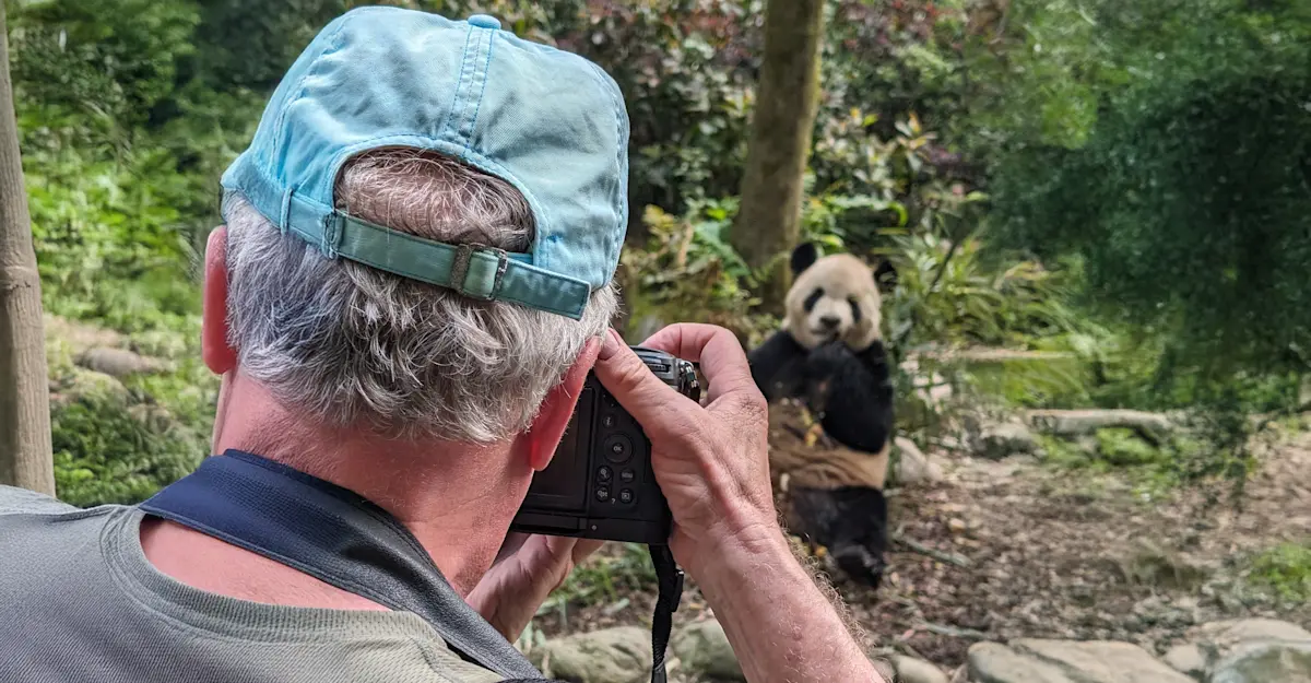 Nat Hab guest photographs pandas, Dujiangyan Panda Base, China