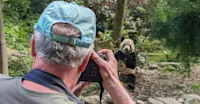 Nat Hab guest photographs pandas, Dujiangyan Panda Base, China