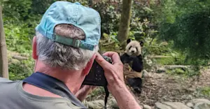 Nat Hab guest photographs pandas, Dujiangyan Panda Base, China