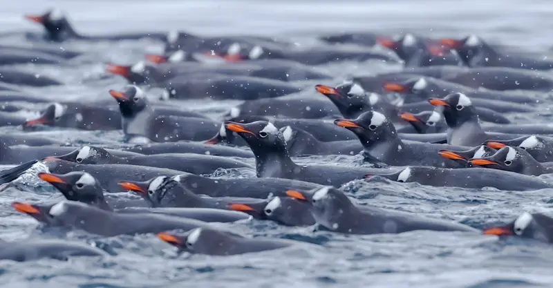 Gentoo Penguins