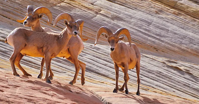 Bighorn Sheep - Zion National Park, Utah