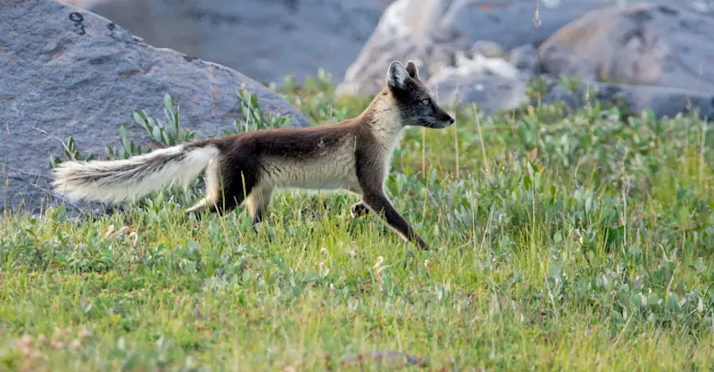 Arctic fox, Newfoundland and Labrador.