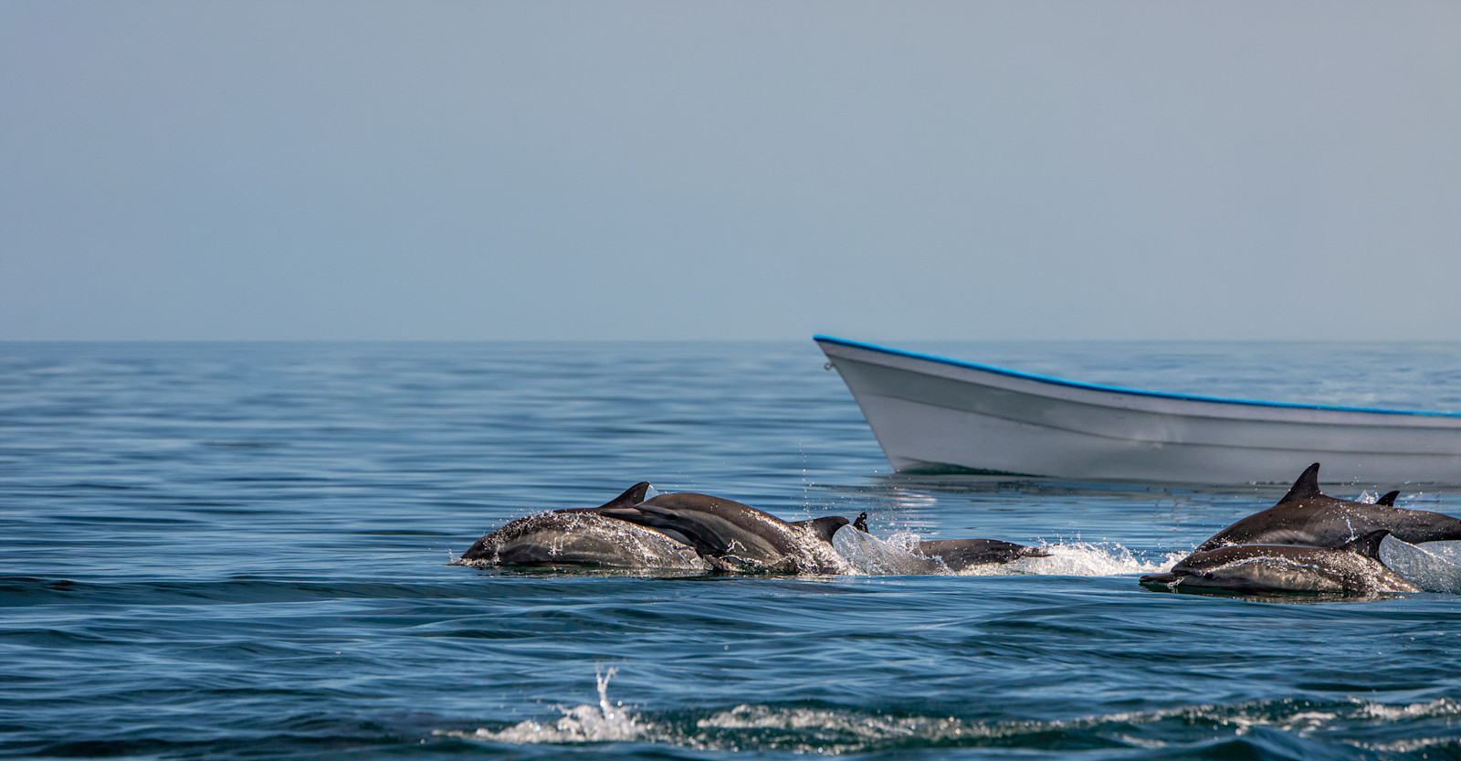 EW-Baja-DolphinSurvey-AdobeStock 423727948