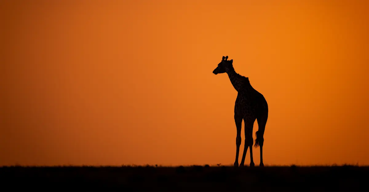 Giraffe, Kenya.