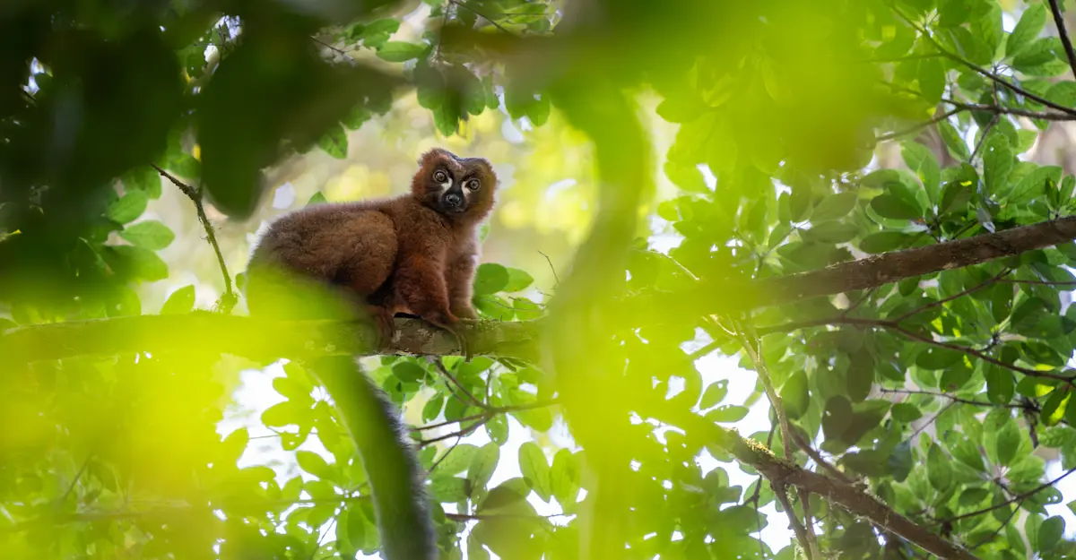 Lemur, Madagascar.