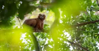 Lemur, Madagascar
