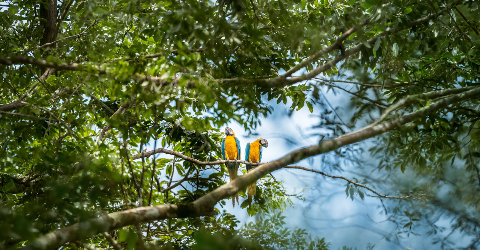 EW-AmazonRiver-Macaws-ScienceImpact-SurveyWildlife-AdobeStock
