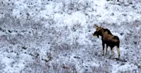 Bull moose, Churchill, Manitoba.