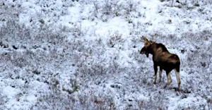 Bull moose, Churchill, Manitoba.