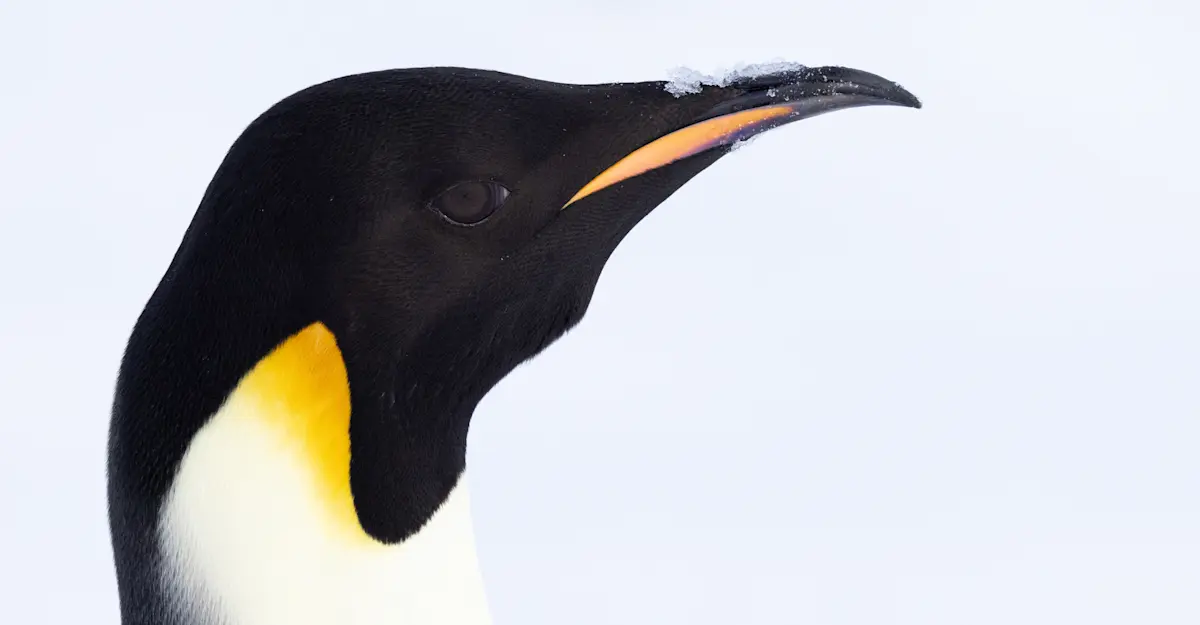 Emperor Penguin, Antarctica.
