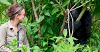 Young mountain gorilla, Bwindi Impenetrable Forest National Park, Uganda.