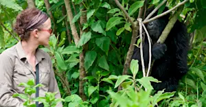 Young mountain gorilla, Bwindi Impenetrable Forest National Park, Uganda.