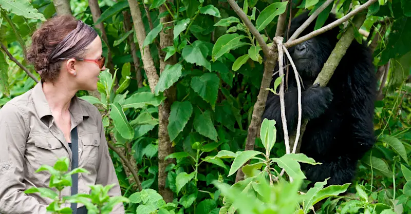 Young mountain gorilla, Bwindi Impenetrable Forest National Park, Uganda.
