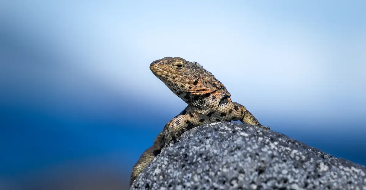 Lava lizard, Galapagos Islands.