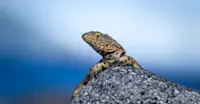 Lava lizard, Galapagos Islands