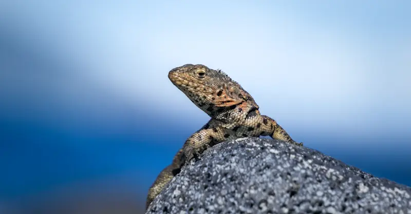Lava lizard, Galapagos Islands