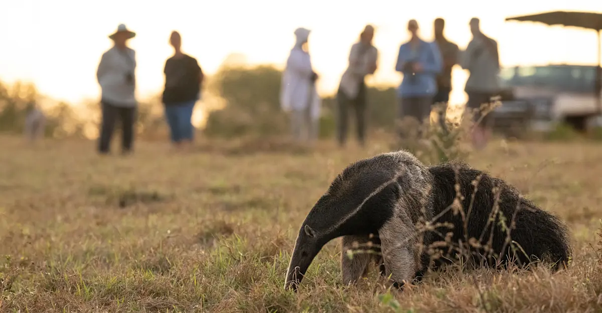 Earthwatch Expeditions participants near a giant anteater, Brazil.