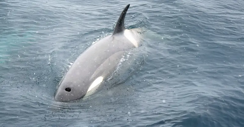 Orca, Antarctica.