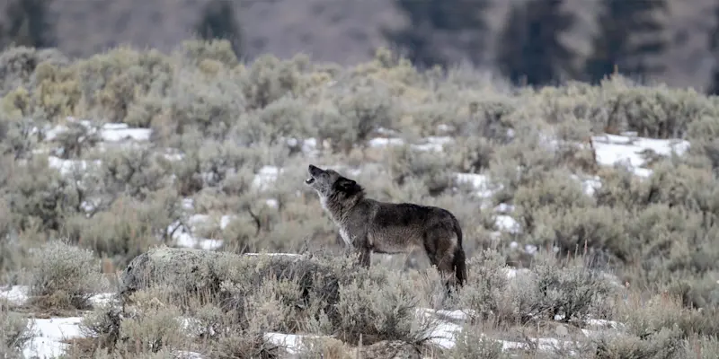 Black-coated gray wolf, Yellowstone National Park, Wyoming.