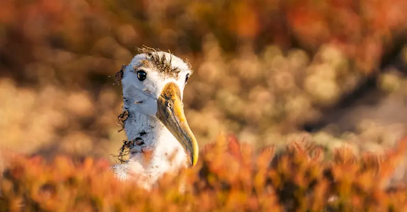 Waved Albatross, Española Island
