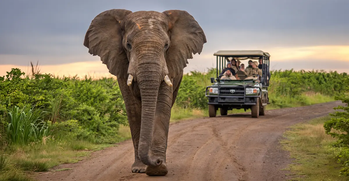 safari truck and elephant, South Africa