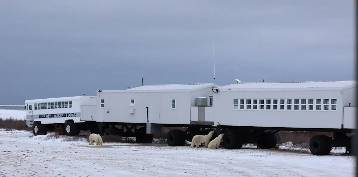 Polar bears next to the Tundra Lodge, Churchill, Manitoba.