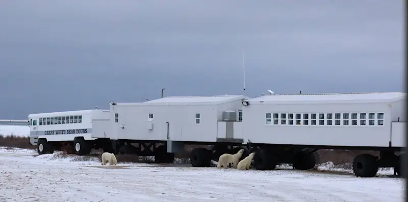 Polar bears next to the Tundra Lodge, Churchill, Manitoba.