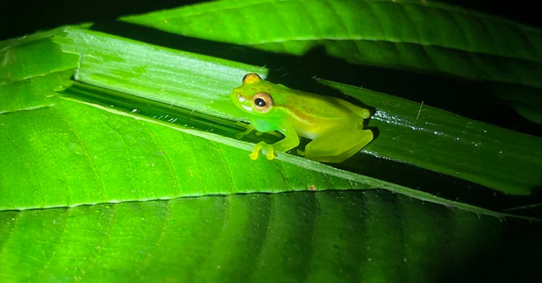 Tapir valley tree frog, Costa Rica.