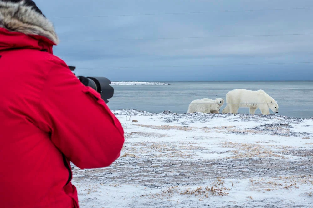 Guest photographing polar bears, Nunavut, Canada.