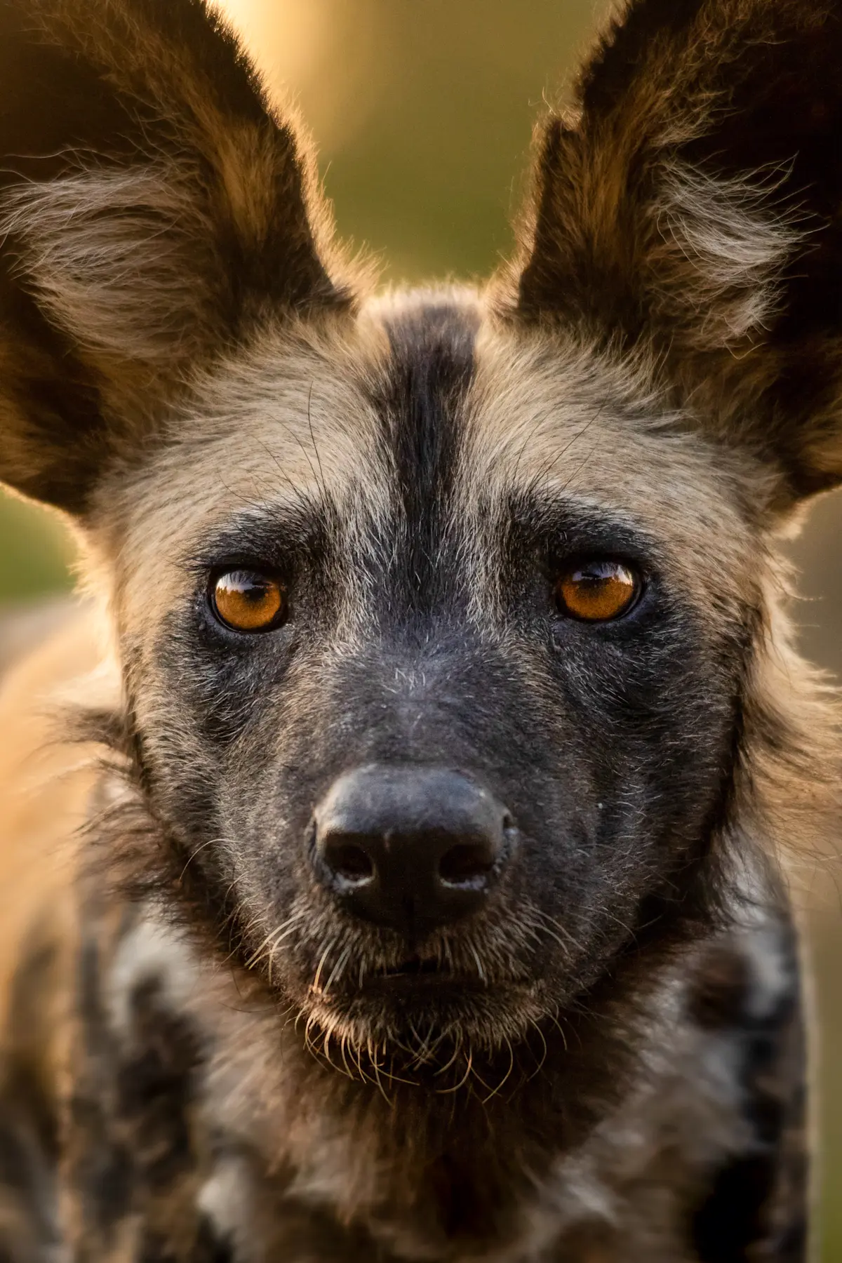 Painted Wolf, Zambia.