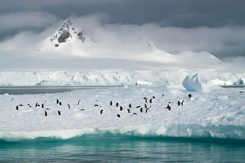 Penguins, Antarctica.