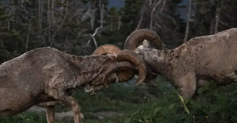 Bighorn sheep, Glacier National Park